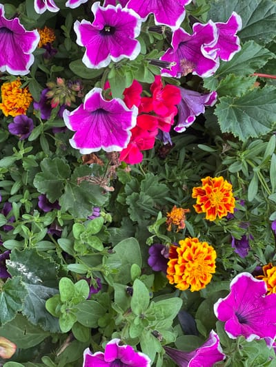 This is a close-up, overhead shot of a vibrant flower bed filled with a variety of colorful blooms and lush green foliage. The primary subjects are the flowers, which include large, trumpet-shaped petunias in striking shades of magenta with white-edged petals, as well as smaller, ruffled marigolds in bright yellow and orange hues. There are also smaller, deep purple flowers and clusters of red flowers that appear to be geraniums. The foliage is dense and varied, with some broad, textured green leaves and many smaller, lighter green leaves from the flowering plants.
The image captures a static scene, likely a garden or a planter, with no discernible activity or event. The lighting suggests it is daytime, possibly a bright day, as indicated by the rich colors and subtle shadows, but there are no strong indications of specific time of day or weather conditions beyond general daylight. The location context is Mountcharles, Ireland, but there are no specific visual cues in the image that directly point to this location. There is no visible text in the image. The overall impression is one of abundant natural beauty and horticultural arrangement.