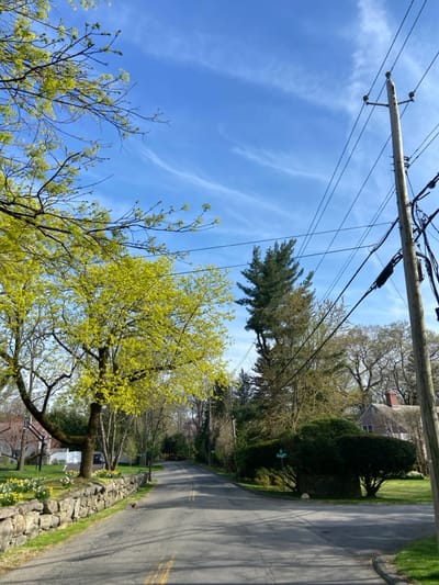 The image shows a residential street in Rye, New York. The street is lined with trees, including a large tree with yellow leaves on the left side of the road and a tall evergreen tree on the right side. The road is paved and appears to be empty. There is a stone wall on the left side of the road, and a large green bush on the right side of the road. Power lines run over the road, attached to a wooden pole. There is a small sign attached to the bush that reads "Sunrise." The sky is blue with a few white clouds. The scene is peaceful and quiet, with a sense of suburban calm. The time of day is likely late morning or early afternoon, based on the angle of the sun.