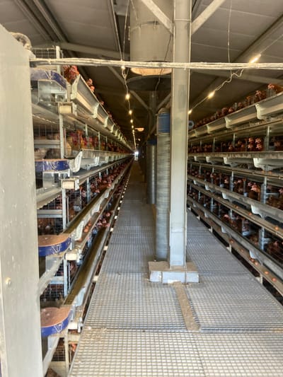 The image depicts the interior of a large-scale poultry farm. Rows of stacked cages stretch into the distance, each holding several brown chickens. Some eggs are visible in the cages. Metal structures support the cages, and lighting fixtures are installed along the ceiling. The location is not evident in the provided image; therefore, no information about Foki, Russia, can be confirmed.