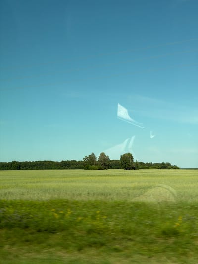 The image depicts a vast, sunlit landscape under a clear blue sky, bisected by three horizontal power lines. In the mid-ground, a dense line of dark green trees forms a natural border. Beyond the trees, a field of pale green crops, possibly wheat or barley, stretches towards the horizon. The foreground features a blurred strip of vibrant green grass, suggesting movement, perhaps from a vehicle. The overall scene is serene and rural, characteristic of the outskirts of Bezmenovo, Russia. There are no people or animals visible.
