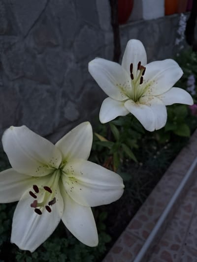 Two white lilies are in focus in this close-up, outdoor shot. One lily is positioned in the upper left quadrant of the image, and the second lily is in the lower right quadrant. Both flowers have six petals and visible stamens with dark brown anthers and light pink pistils. The lilies are surrounded by dark green foliage and a stone-like surface in the foreground. In the background, a textured wall with a tiled pattern is visible. The lighting suggests it might be dusk or a heavily overcast day. There is no visible text in the image. The scene appears to be a garden or yard in Strelcha, Bulgaria.