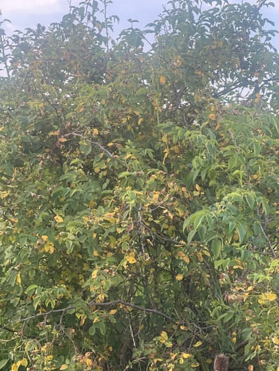 The image shows a close-up view of a dense bush with green and yellowing leaves. The bush has many branches, some of which are thorny. There are small, round, reddish-brown fruits or seed pods visible amongst the leaves. The background is a pale sky, suggesting an outdoor setting. The scene appears to be natural and uncultivated. The location is identified as Bârnova, Romania. There are no people or animals in the image. The overall impression is one of overgrowth and the transition of seasons, likely late summer or early autumn, given the yellowing leaves.