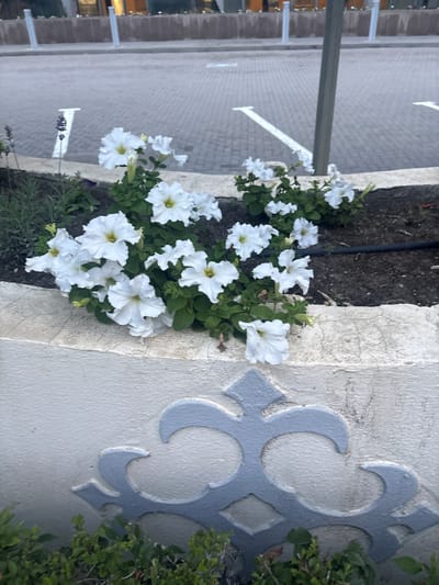 In the city of Atyrau, Kazakhstan, white petunias with yellow centers bloom in a planter. The planter is a raised, textured concrete structure with a decorative pale blue frieze. Behind the planter, a paved area with white road markings suggests a parking lot or pedestrian walkway. In the background, a building with storefronts and lights is visible, along with vertical posts. The scene is captured outdoors in what appears to be late afternoon or early evening light, with some lavender plants also present in the planter.