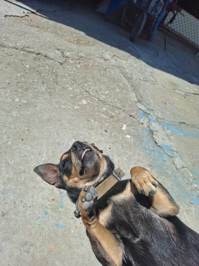 A small, tan and black dog with its tongue sticking out lies on its back on a cracked concrete surface. The dog is wearing a light brown collar. The concrete has blue painted markings on it. In the background, out of focus, is a dark object, possibly a piece of furniture or equipment, and a chain-link fence. The scene appears to be outdoors, under bright sunlight, and is located in the city of Kovachevets, Bulgaria.