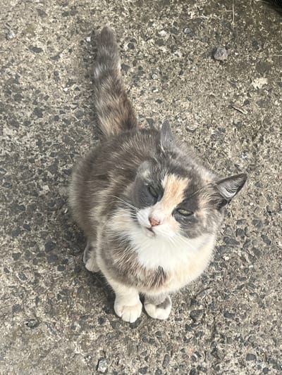 The media file contains a top-down, eye-level, medium shot of a calico cat sitting on a rough, grey, concrete surface. The cat is looking upwards and to its left, with its head tilted slightly. Its fur is a mix of grey, white, and patches of light orange and brown. The cat has green eyes, a pink nose, and long white whiskers. Its tail is bushy and also shows the calico pattern. One of its front paws is visible, curled slightly, and a hind paw is also visible further down its body. The concrete surface is speckled with small dark and light grey stones and appears to be outdoors. The lighting suggests it is daytime, possibly overcast. There is no visible text in the image. The scene is likely a street or paved area in Orsha, Belarus, given the location context. The cat's expression appears calm and observant.