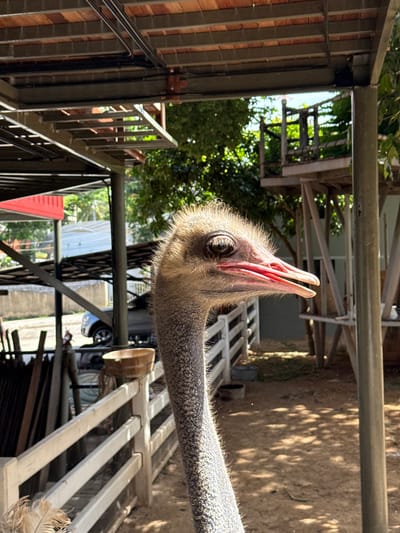 This is a close-up, eye-level, vertical outdoor shot of an ostrich's head and neck. The ostrich is facing to the right of the frame, with its beak slightly open. Its eye is dark and beady, and its neck is covered in short, bristly feathers. The background is blurred, but appears to be a fenced enclosure with trees and some wooden structures. The lighting suggests it is daytime, with sunlight filtering through leaves, creating dappled shadows on the ground. The scene is likely from a zoo or wildlife park in Baan Thong Po, Thailand, given the tropical foliage and the construction of the enclosure. There are no humans or other animals visible in the immediate vicinity of the ostrich.