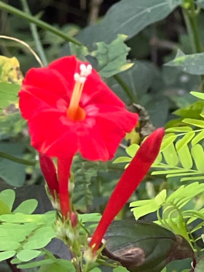The image depicts a detailed close-up of a red flower and associated foliage, situated in Logba Adzakoe, Ghana. The central subject is a single, fully bloomed, trumpet-shaped red flower with five fused petals. Its core features an orange throat from which a prominent yellow-orange style extends, terminating in two distinct white, rounded lobes. Below and to the right of the open bloom, two elongated, closed red flower buds are visible. The flower and buds are surrounded by various green leaves, including small, pinnate structures and broader, ovate foliage. Some leaves exhibit minor discoloration, such as yellowing or brown spots. The background is an out-of-focus arrangement of green vegetation, indicating an outdoor natural environment. No people, discernible actions, or interactions are present.