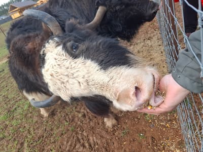 This close-up image captures a shaggy yak being hand-fed by a person. The yak, featuring predominantly black fur, has a distinct cream-colored patch around its muzzle and extending down its chest. Its dark, watchful eye is visible, and two curved, dark horns emerge from its head. The yak's pink tongue is extended, actively licking corn kernels and other grains from an outstretched human hand.
The person feeding the yak is wearing a grey or olive-green sleeve. Part of another person's legs and red clothing are visible behind a wire fence to the right of the frame, suggesting a viewing or feeding area. The ground is a mix of brown mud and sparse green grass, with some scattered corn kernels and grains indicating ongoing feeding.
In the background, behind the yak and the fence, several wooden buildings with pitched roofs are visible, suggesting a farm, sanctuary, or park setting. The lighting indicates it is daytime, possibly overcast, as there are no strong shadows. The interaction appears gentle, with the yak eagerly accepting food. The location context is Ludorvai, Russia. No visible text is present in the image.