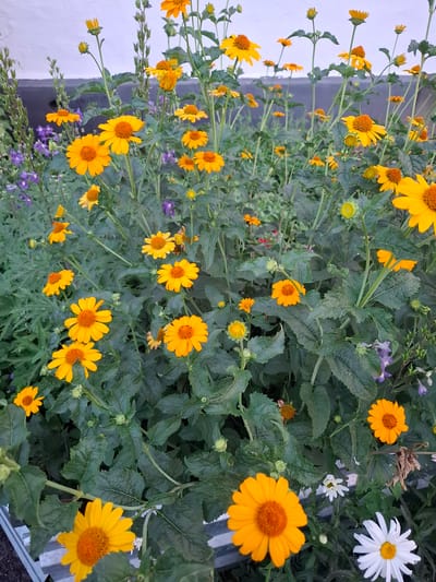 A cluster of bright yellow daisies with orange centers bloom vibrantly. They are interspersed with dark green foliage and smaller, delicate purple flowers. One white daisy with a yellow center stands out against the backdrop of yellow flowers. The scene appears to be an outdoor garden, likely in Kostanay, Kazakhstan, given the context. The lighting suggests it could be daytime, with no strong shadows indicating midday sun. The overall impression is one of natural beauty and a healthy, flourishing garden. There are no visible people, text, or specific events taking place. The image focuses solely on the flora.