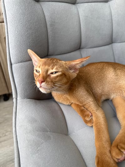 An Abyssinian cat with orange fur is lying on a gray upholstered chair. The cat's head is turned to the left, with its eyes partially closed and its ears pointed forward. The cat's body is extended along the chair, with its paws resting on the cushion. The chair is in a room, with a wooden floor and a blurred background that appears to be a wall with some furniture. The image is taken from a high angle, looking down at the cat. This scene is not in Stary Oskol, Russia.