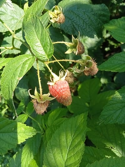 This media file features a close-up, outdoor shot of a raspberry plant in Stavchyntsi, Ukraine. The primary subjects are several raspberries, both ripe and unripe, hanging from a branch amongst lush green leaves. One raspberry is prominently displayed in the center, a vibrant pinkish-red, indicating ripeness. Surrounding it are several unripe berries, appearing smaller and greenish-brown with delicate, dried calyxes. The leaves are a deep green, some catching the sunlight, creating highlights and shadows, suggesting it is a sunny day. The background is filled with more green foliage, creating a natural, garden-like setting. The thorny nature of the raspberry stems is subtly visible. The image appears to have been taken during daylight hours, likely in the afternoon given the direction of the light casting shadows. There is no visible text in the image. The overall mood is one of natural abundance and the simple beauty of a ripening fruit.