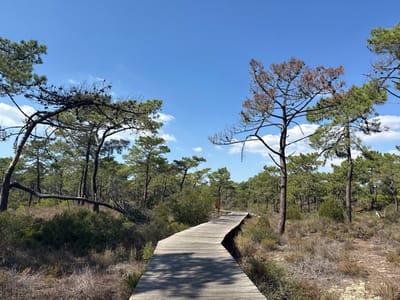 The image displays a wooden boardwalk traversing a pine forest under a clear blue sky in Grândola, Portugal. The light-colored, planked boardwalk curves gently to the right as it recedes into the distance. On both sides of the boardwalk, the ground is covered with dry grasses, low shrubs, and sandy soil. The forest consists primarily of tall pine trees with dark green needles, though some trees, notably a prominent one in the mid-right and another leaning tree on the left, exhibit reddish-brown or bare branches indicative of damage or mortality. A small, dark brown rectangular signpost is partially visible to the left of the boardwalk. The sky is largely clear blue with sparse white cumulus clouds. Bright sunlight is evident from the shadows cast on the boardwalk. No individuals, animals, or observed actions are present within the scene.