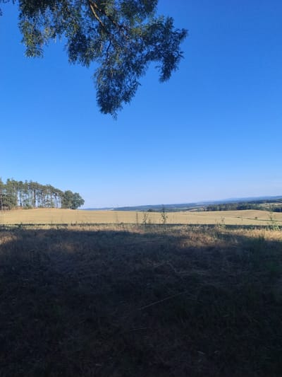 The image depicts a rural landscape under a clear blue sky. In the foreground, dry, sun-bleached grass and shadows from unseen foliage are visible. A line of trees, some of which appear to be pine trees, are situated on a gentle slope in the middle ground, bordering a field of dry, light-colored crops, likely wheat or barley. Beyond this field, the landscape extends into rolling hills with scattered trees and distant forests. The overall impression is of a warm, sunny day in a tranquil countryside setting. The location is identified as Čížová, Czechia. There are no people or animals visible in the image.