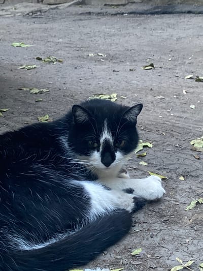A black and white cat is lying on a dirt ground scattered with dried leaves. The cat is positioned facing the camera, with its head slightly turned to the right. Its left paw is tucked underneath its body, while its right paw is resting in front of it. The background consists of a rough, uneven dirt surface, and there appears to be a shadowed area to the left, suggesting it might be under an overhang or structure. The scene is outdoors and appears to be in a natural or unpaved urban setting within Antratsyt, Ukraine.