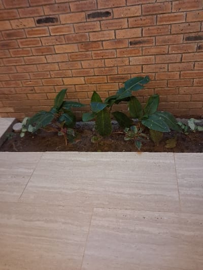 The scene is located in Takum, Nigeria. The image depicts a close-up of an indoor or semi-enclosed architectural feature. The lower half of the frame is dominated by a light-beige, textured tiled floor, composed of large rectangular sections laid horizontally, exhibiting subtle striations. Directly above the tiled floor, a linear planter box filled with dark soil extends across the width of the image. Within this planter, several small to medium-sized green plants are growing; at least five distinct plants with broad, dark green, ovate leaves are visible, along with some smaller, lighter green foliage. The background consists of a red-brown brick wall, constructed with standard rectangular bricks and dark grey mortar lines, rising from the back edge of the planter. No individuals, animals, or actions are depicted within the frame.