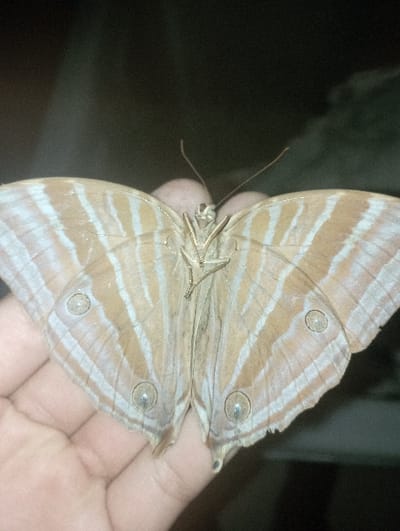 A dorsal view of a large butterfly with fully spread wings is depicted. The wings are light brown, marked with prominent white, wavy stripe patterns radiating outwards, and feature four distinct circular ocelli, each with a pale center, positioned on the outer wing sections. The butterfly's body and slender antennae are light brown. It rests motionless on the open palm of a human hand, which displays light to medium skin pigmentation. The background is uniformly dark and out of focus, indicating low ambient light conditions. This scene is located in Batulawang, Indonesia.
