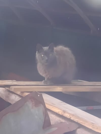 A gray cat with bright white eyes sits on wooden planks, possibly in an abandoned or derelict structure. The background is dark and indistinct, with what appear to be rafters overhead. There are some rust-colored and lighter-colored materials in the foreground, suggesting disrepair. The overall lighting is dim, and there is a hazy or dusty atmosphere. The location is identified as Shchotove, Ukraine.