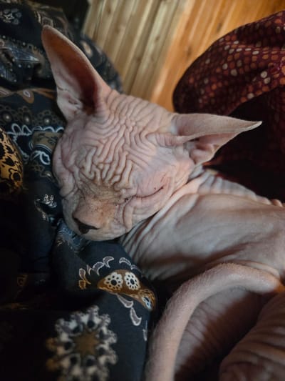 A hairless cat is sleeping on a patterned fabric, possibly a blanket or cushion, in a room with wooden walls in the background. The cat, appearing to be a Sphynx breed, has wrinkled skin and large ears. It is curled up, with its tail resting on its body. The fabric it is lying on has a dark background with floral or paisley-like patterns in shades of blue, brown, and white. Another patterned fabric, with small red and white dots, is visible behind the cat's head. The overall lighting is warm and dim, suggesting an indoor setting. There is no visible indication of the specific location in Восход Снт (фролово), Russia, beyond it being an indoor residential setting.