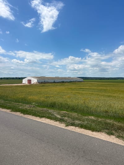 A long, white, windowless barn with a red door is situated in a vast, green field under a blue sky with scattered white clouds. A paved road runs along the bottom left of the frame, bordered by grass and dry vegetation. The barn is centrally located in the middle ground, spanning much of the horizontal distance. The field is a mix of green and yellow hues, suggesting growing crops. In the background, a line of trees forms a distant horizon. The overall scene depicts a rural landscape. The image was taken in the area of Gudzevichi rural council, Belarus.