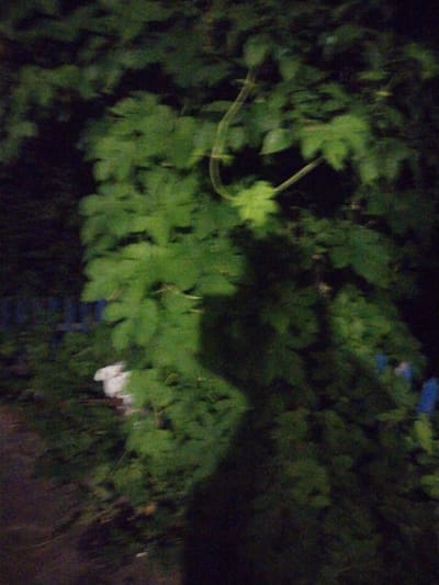 The image is an out-of-focus, nighttime photograph of foliage, likely taken outdoors. The dominant colors are dark greens and blacks, with some lighter green areas indicating illuminated leaves. A blurry white object, possibly a flower or piece of litter, is visible in the lower left quadrant, near a dark, indistinct fence. The overall impression is of a dense, overgrown area with low light conditions. There are no identifiable people, actions, or interactions. The specific location in the city of Topolya, Ukraine, cannot be determined from the visual information provided.