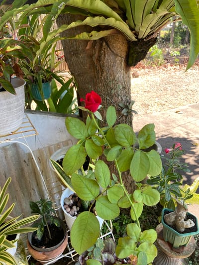 The image depicts an outdoor scene with a variety of potted plants situated near the base of a large tree. In the foreground, a single red rose is in bloom, with lush green leaves surrounding its stem. To the left, a large white pot contains a plant with variegated green and white leaves. Several other potted plants are visible, including a small tree in a terracotta pot and a green pot containing a plant with a bulbous base. In the background, a bird's nest fern is attached to the tree. The ground appears to be covered in gravel and dirt, with some dry leaves scattered around. The lighting suggests it is daytime, with sunlight casting shadows. The scene is located in Margorejo, Indonesia. There are no people or animals present in the image.