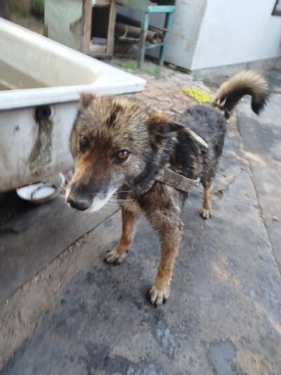 A medium shot shows a tan and brown mixed-breed dog with wet fur standing on a gray concrete surface in front of a large, off-white bathtub. The dog is facing the camera with its head slightly tilted, its eyes are dark and appear to be looking downwards, and its mouth is slightly open. A worn, tan collar is visible around its neck. The bathtub is positioned to the left of the frame and appears to be outdoors, with some dirt and stains on its surface. In the background, there are some green plants and what looks like a wooden structure with a light blue frame. The lighting suggests it is daytime, possibly late afternoon, with soft shadows. The overall setting appears to be a somewhat rural or backyard area in Oleksandriia, Ukraine. The dog's wet fur and the presence of the bathtub suggest that it may have recently been bathed or was in the vicinity of water. There is no visible text in the image.