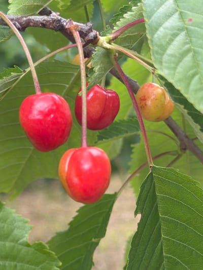 A close-up, vertical shot captures several ripe cherries hanging from a tree branch in Лемболово-парк Днп, Russia. The cherries are predominantly red, with some showing hints of yellow, indicating varying stages of ripeness. They are attached to thin, reddish stems that connect to a thicker, gnarled branch. Lush green leaves, some with serrated edges, surround the fruit, creating a natural, outdoor setting. The background is blurred, suggesting a shallow depth of field, with hints of other foliage and possibly a dirt path or ground visible. There are no people or animals present. The lighting is natural, likely from daylight, highlighting the glossy texture of the cherries.