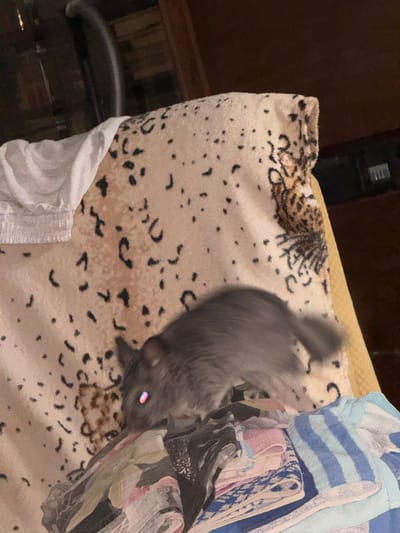 A blurry, gray chinchilla with pinkish eyes is positioned on a patterned blanket. The chinchilla is in the process of sniffing or chewing on a pile of folded clothes, which are a mix of colorful fabrics. The background of the image is dark and indistinct, with a hint of what appears to be furniture and possibly a window. The overall lighting is dim, suggesting an indoor setting, likely a home. There is no information in the image to determine a specific location in the city of Shakhty, Russia.