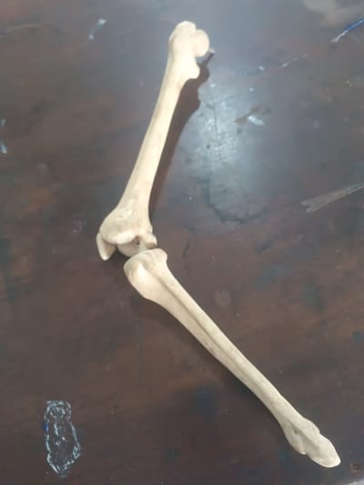 Two light-colored, bone-like anatomical structures are positioned on a dark brown, possibly wooden, surface. The upper structure, consistent with a femur, is oriented diagonally from the upper left to the lower right, exhibiting a distinct head at its proximal end and condyles at its distal end. The lower structure, resembling a lower leg bone (tibia/fibula), is positioned near the distal end of the first structure, forming an approximate 'L' shape with its proximal end adjacent to the 'femur's' distal end. Both structures present a matte, off-white to beige coloration. The dark brown surface, indicative of a table or desk, displays several light-colored smudges and marks, including a concentration of white and blue residue in the lower-left corner. Subtle shadows are cast by the objects, suggesting an overhead light source. The scene is located in Warri South, Nigeria.