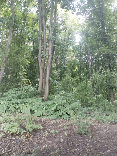 This image depicts a dense forest floor in the city of Edineț, Moldova. The foreground is covered with a thick layer of leaf litter and fallen branches, with several small green saplings emerging. Behind this, a dense growth of leafy green bushes and ground cover rises towards a cluster of tall, slender trees with grey bark and full green canopies. The trees are packed closely together, creating a dense forest environment. The sunlight filters through the leaves from above, creating a dappled lighting effect on the foliage. The scene appears natural and undeveloped, with no human presence or man-made structures visible.