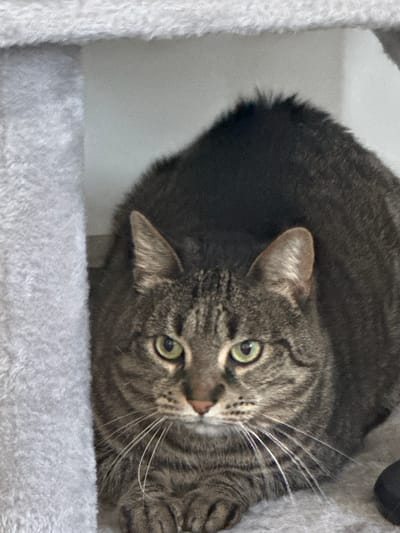 A close-up, eye-level shot captures a domestic tabby cat looking directly at the viewer. The cat has distinctive green eyes, a pink nose, and prominent white whiskers. Its fur exhibits a classic tabby pattern with shades of brown, grey, and black stripes across its face and body. One ear is clearly visible, standing upright.
The cat is positioned on a soft, light grey, fuzzy surface, likely a cat tree, which extends across the bottom and partially up the right side of the frame. Another section of white, fluffy material is visible vertically along the left edge, further suggesting a cat tree. The background behind the cat is a simple, light grey or white wall.
The cat appears alert and calm, with its direct gaze conveying a sense of curiosity or attentiveness. The lighting is soft and even, typical of an indoor environment, making it difficult to determine a specific time of day. No text is visible in the image.