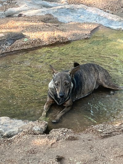 In Dam Camp, Nigeria, a brindle-colored dog is partially submerged in shallow, greenish water. The dog is lying down, with its body angled towards the viewer, its head turned to the side and looking directly at the camera. Its fur has dark stripes on a lighter brown or gray base, and its ears are flopped back. The water appears to have some plant life or algae growing in it, creating a mottled green appearance. The surrounding environment consists of rough, textured earth and rock formations. The light suggests it is daytime, possibly morning or late afternoon due to the angle of the sun creating some shadows and highlights on the ground. The dog's expression is alert and curious. No text is visible in the image.
