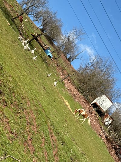 The image depicts a grassy hillside, presumably in the outskirts of the town of Bov, Bulgaria. The sky is blue with scattered clouds. Power lines are visible in the upper left. On the hillside, there is a horse grazing on grass. Further down the hill, a flock of geese are scattered across the grass. There are several bare trees. A small building is present at the top of the hill. A blue vehicle can be seen further down the hill in the background. The general environment suggests a rural setting.
