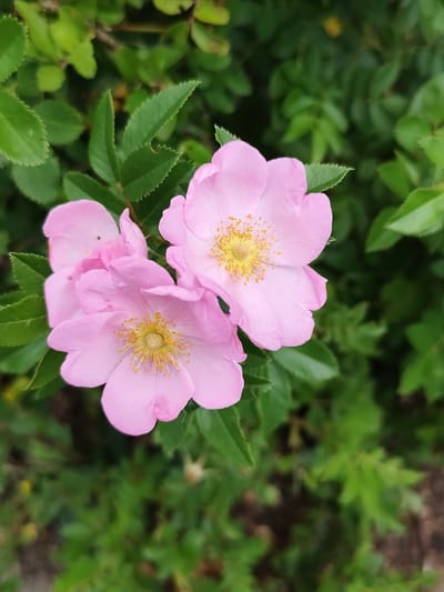 A close-up, eye-level shot captures three delicate, pale pink rose blossoms set against a backdrop of lush green foliage. The flowers, some partially obscured by leaves, exhibit delicate petals and vibrant yellow stamens at their centers. The surrounding leaves are a deep green, with some showing serrated edges. The lighting suggests an overcast day, as there are no harsh shadows. The image appears to be taken outdoors, likely in a garden or park setting within Schaijk, Netherlands. No people or discernible structures are visible in the frame.