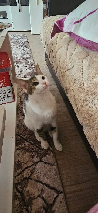 An domestic cat is captured in a vertical, eye-level indoor shot within a residence in Aachen, Germany. The cat, exhibiting white fur with brown tabby markings on its head and flanks, and distinctive dark spots above its nose and on its lower legs, sits upright on a dark brown runner rug with an abstract pattern. Its head is tilted upwards and slightly to the right, with ears erect, indicating an upward gaze. To the cat's right, a bed or sofa is visible, covered with a textured, cream-colored blanket featuring a chevron pattern, topped by a white pillow with purple stripes. To the cat's left, a light-colored shelf holds a red plastic container bearing German text ("Sorgfältig auswählen und übermäßigen Genuss vermeiden wird Ihnen einen besseren Geschmack verleihen und Ihrer Gesundheit weniger abträglich sein"), and a partial view of a silver tray with food remnants. The floor surrounding the rugs consists of light brown wood laminate, and a lighter-toned, grey-patterned runner rug is visible further in the background against a light wall. No human figures are present.
