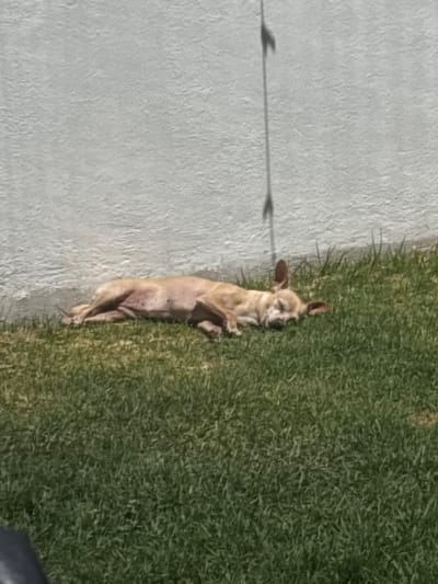A tan chihuahua is lying on its back on a patch of green grass adjacent to a gray concrete surface. A thin, dark shadow crosses the concrete surface. The location is San Juan Cuautlancingo, Mexico.