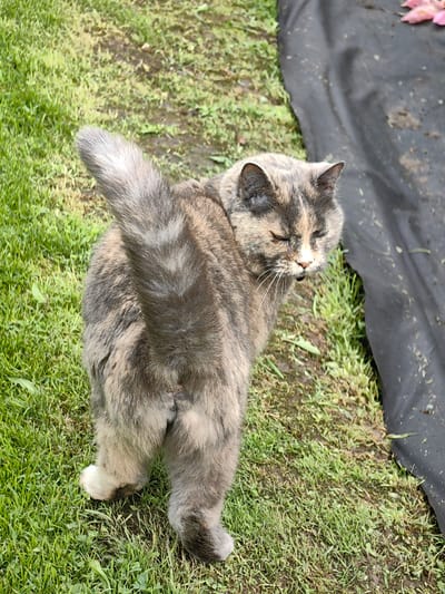 A tortoiseshell cat with a fluffy tail stands in a grassy area next to a black tarp. The cat is facing away from the camera, with its head turned to the side, eyes closed, and mouth slightly open, possibly in a yawn or sneeze. The cat's fur is a mix of gray, brown, and orange patches. Its left hind paw is white. The grass is green with some patches of exposed soil. The black tarp is positioned to the right of the cat, and there are some pink flower petals on the tarp. The lighting suggests it is daytime. This scene is not specifically identifiable to a location within Дзямідавіцкі сельскі Савет, Belarus, beyond being an outdoor area with grass and possibly a garden.