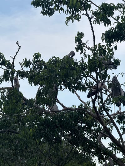 A flock of Anastomus oscitans, also known as Asian openbills, are perched on the branches of a dense tree with green foliage. The birds, characterized by their gray and white plumage and distinctive curved beaks, are scattered throughout the tree canopy. Some birds are standing, while others are bending or have their heads tucked. The branches are thick and spread out, creating a layered environment within the tree. The background consists of a pale sky with subtle cloud formations. The scene appears to be an outdoor natural setting, likely a tree in a park or natural area within Yên Sơn Ward, Vietnam.