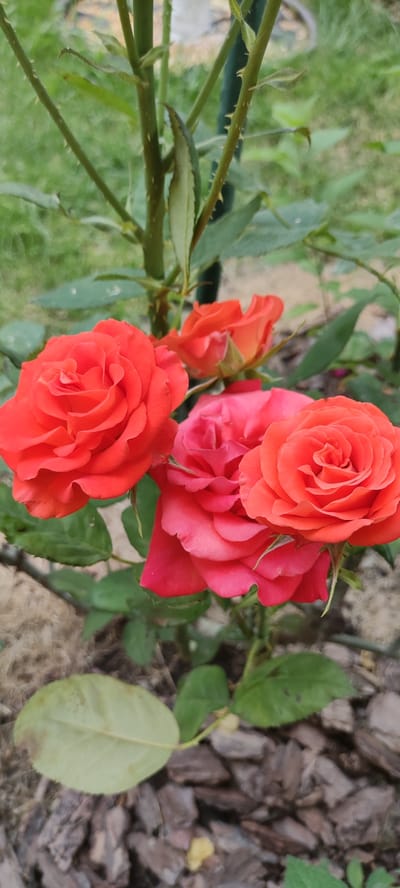 This is a close-up, vertical, medium shot photograph of a cluster of vibrant red and pink roses on a rose bush. The roses are in various stages of bloom, with intricate petal formations visible. Green rose leaves and thorny stems are interspersed among the flowers. The background consists of softly blurred green foliage, suggesting an outdoor garden setting. In the foreground, a single, light green leaf rests on a bed of dark brown mulch. The overall scene is focused on the natural beauty of the roses, with no people or discernible urban elements visible. The image appears to have been taken in a garden in Supsekh, Russia.