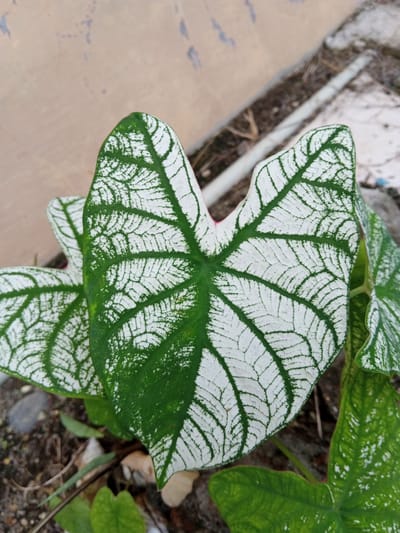 A close-up, top-down shot captures the detailed texture of a caladium leaf, a plant commonly found in tropical regions. The leaf, predominantly white with intricate green venation, is positioned on the ground amidst dry soil and scattered debris, suggesting an outdoor setting. The background consists of a weathered, light-colored wall and a partially visible white pipe, hinting at a somewhat unkempt urban or semi-urban environment. No people or animals are present in the frame. The focus is entirely on the striking patterns of the plant's foliage. The presence of this tropical plant suggests that this scene is located in Buketteukuh, Indonesia, a place known for its tropical climate which supports such flora.