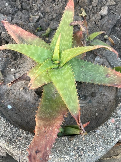 A close-up, overhead shot shows a potted aloe vera plant. The plant is in a rough concrete pot, with dark soil and some small rocks visible around it. The aloe vera has thick, fleshy green leaves with reddish-brown tips and serrated edges. Some of the lower leaves are discolored, appearing dried and brown, with some wilting and decay evident. The plant is positioned in an outdoor setting, suggesting it is likely in a garden or patio area. The urban environment of Johannesburg, South Africa, is implied by the presence of a cultivated plant in a container, a common feature in city gardens. No people or specific Johannesburg landmarks are depicted.