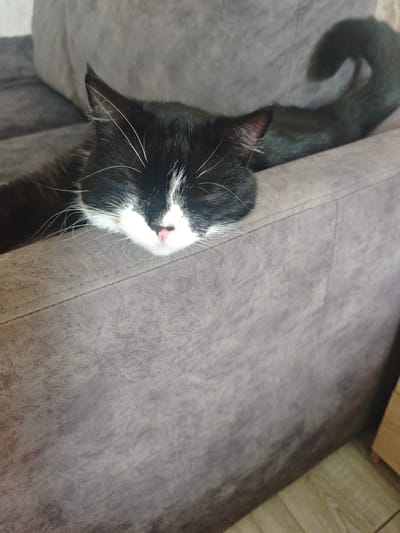A black and white cat with closed eyes is sleeping on a gray couch. The cat's body is stretched out, with its head resting on the edge of the couch. Its tail is curled up behind it. The couch is upholstered in a textured gray fabric. The background is out of focus, but appears to be a wall and a wooden floor. The lighting is dim, suggesting it might be indoors during the day or at night. There is no indication of the city of Chekhov, Russia in the image.
