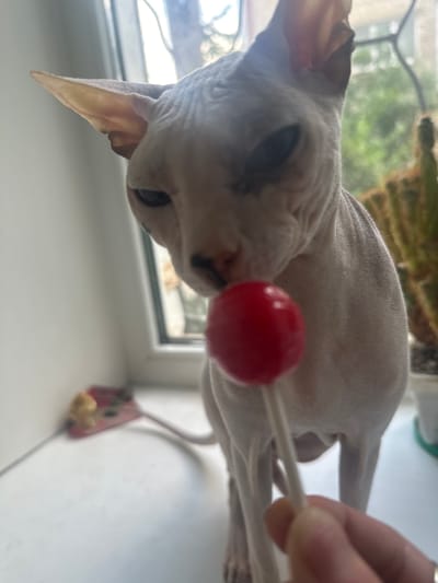 A hairless cat, possibly a Sphynx breed, is positioned on a windowsill, looking at a red lollipop held by a human hand. The cat's skin is pale and wrinkled, with large ears and dark eyes. Behind the cat, a window shows a blurred green outdoor scene with trees. To the right of the cat, a cactus is visible in a pot. The windowsill itself is white and appears to be made of a smooth material. A small, yellow object, potentially a toy, is present on the windowsill to the left of the cat, on a pink mat. The lighting suggests it is daytime. The scene takes place indoors, likely in a residential setting. There is no information in the image to suggest this location is in Togliatti, Russia.