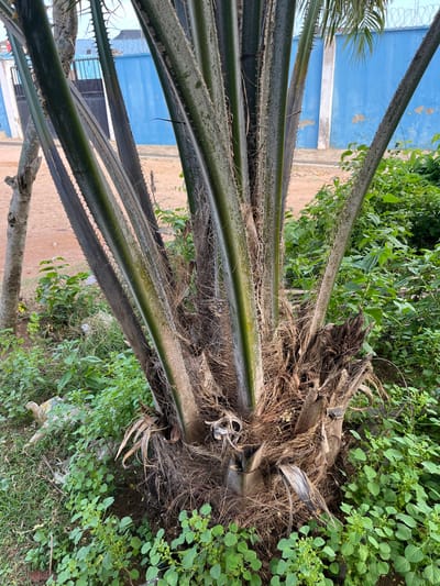 This image, taken in Osogbo, Nigeria, presents a vibrant outdoor scene focused on the base and fronds of a large palm tree, likely an oil palm, viewed from a low angle. The palm tree's robust trunk exhibits a rough, fibrous texture with many dried, brown frond bases and remnants clinging to it. Several thick, green fronds extend diagonally across the frame, characterized by sharp, spiky edges along their stems.
Dense green foliage, including various low-lying plants and weeds, covers the ground to the right and beneath the palm, indicating a lush, possibly overgrown natural environment. The ground itself appears to be a reddish-brown earth or dirt path, partially obscured by the vegetation.
In the background, a distinct bright blue wall or building is visible, featuring a lighter-colored horizontal band or trim. Glimpses through the palm fronds reveal details such as a barred window or gate, and what appears to be barbed wire along the top of the blue wall, suggesting a property boundary or secured area. The bright, even lighting indicates it is daytime. There are no people, visible activities, or discernible text in the image, which captures a blend of natural flora and man-made structures typical of a tropical or subtropical setting.
