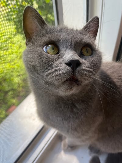 The image shows a close-up, overhead shot of a grey cat with green eyes looking directly at the camera. The cat's head is tilted, and its mouth is slightly open, revealing a glimpse of its teeth and tongue. The cat is positioned near a window with a screen, through which a blurred green, leafy background is visible, suggesting an outdoor scene with trees or foliage. The lighting indicates it is daytime, likely with bright sunlight casting shadows and highlights on the cat's fur and the window frame. The setting appears to be indoors, near a window. No people or text are visible in the image. The cat's expression is curious or alert.