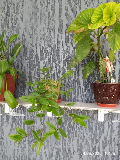 The image shows three potted plants displayed on a white shelf against a textured gray wall. On the left, a plant with long, green leaves in a brown pot is partially visible. In the center, a trailing plant with small, oval green leaves is in a yellow pot. To the right, a larger plant with broad, green leaves spotted with white is in a decorative brown pot. A small figurine, possibly a doll, is placed in the brown pot, holding what appears to be a miniature fork and cloth. The timestamp "24.06.2026 10:06" is visible in the lower right corner. The scene is likely indoors or on a covered balcony, given the presence of the shelf and wall texture. The image does not contain information about the city of Almalyk, Uzbekistan.