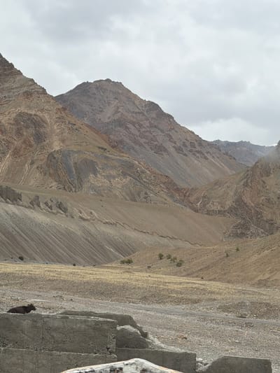 The image depicts a desolate mountain landscape in Stongde, India, characterized by arid terrain and towering, rugged peaks. The sky is overcast with a muted gray hue, contributing to the somber atmosphere. In the foreground, a rough concrete structure, possibly a partially constructed wall or barrier, is visible. A dark-colored animal, likely a yak or a similar livestock, is resting on top of this structure. The middle ground features a dry, rocky plain with sparse patches of yellowish-brown vegetation, suggesting a harsh climate. The background is dominated by immense mountains with exposed rock layers, displaying various shades of brown, tan, and gray. The geological formations are pronounced, with visible strata and erosion patterns indicating a long history of natural processes. The overall scene conveys a sense of isolation and natural grandeur.
