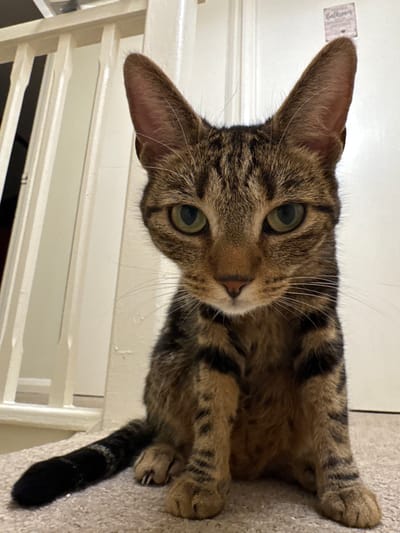 A brown tabby cat with green eyes is lying on its side, looking up towards the camera. The cat's tail is curled over its body. The background consists of a white painted wall or door with vertical slats above. A small adhesive label is visible on the wall next to the cat's ear. The location in Desborough, United Kingdom cannot be determined from the image.