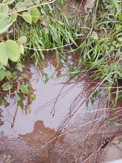 The image depicts a puddle of water on the ground, likely a result of recent rain. The water is murky and reflects the surrounding vegetation and sky. Green grass and some plants with broad leaves grow along the edge of the puddle. The ground beneath the water appears to be a mixture of soil and small pebbles. Thin, dry stalks of grass are scattered around the scene. The overall impression is one of a natural, unkempt outdoor environment. There are no people or discernible human activity in the image.