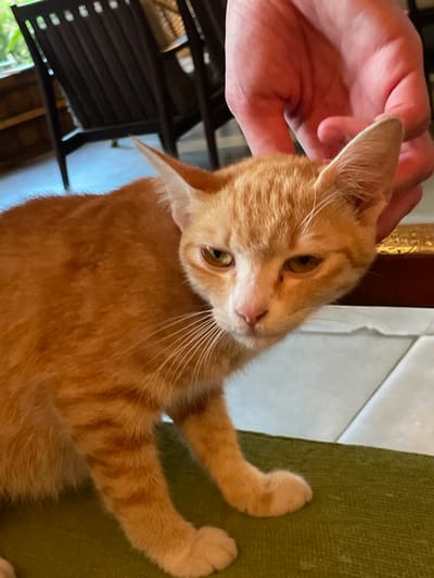 An orange tabby cat with white markings on its face and paws is being petted by a person's hand on the top of its head. The cat is sitting on a green surface, which appears to be a cushion or upholstered furniture. In the background, there are dark wooden chairs and a window with greenery visible outside, suggesting an indoor setting possibly with an outdoor view. The floor appears to be tiled. The image does not provide any specific information about the location within Liên Nghĩa, Vietnam.